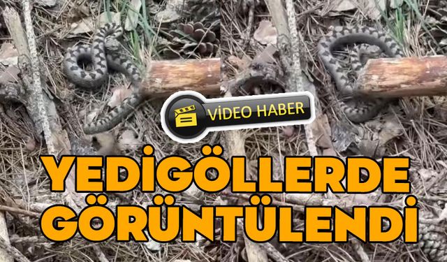 Zehirli yılan bu kez Yedigöller’de görüldü