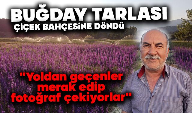 Buğday tarlası çiçek bahçesine döndü: "Yoldan geçenler merak edip fotoğraf çekiyorlar"