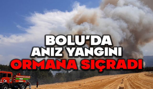 Bolu'da anız yangını ormana sıçradı