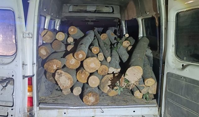 1 ton kaçak orman ürünü ele geçirildi