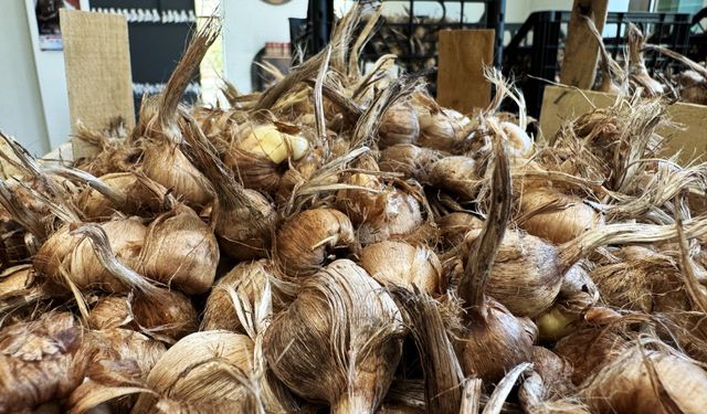 Dünyanın en pahallı baharatı Safran toprakla buluşuyor