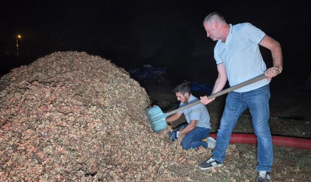 Tarlada fındık nöbeti