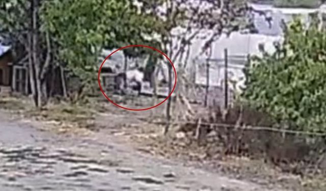 Bahçeye giren köpekler 20 tavuğu telef etti