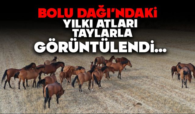 Bolu Dağı'ndaki yılkı atları taylarıyla görüntülendi
