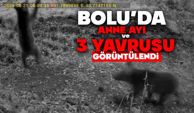 Bolu'da anne ayı ve 3 yavrusu görüntülendi