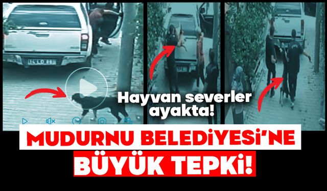 Hayvan severler ayakta!  MUDURNU BELEDİYESİ’NE BÜYÜK TEPKİ!