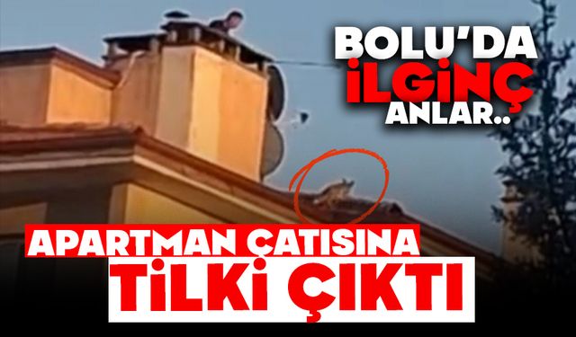 Bolu'da ilginç anlar: Apartman çatısına tilki çıktı