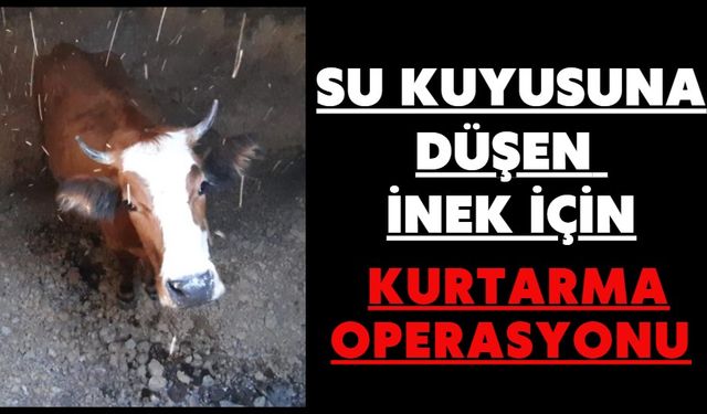Su kuyusuna düşen inek için kurtarma operasyonu