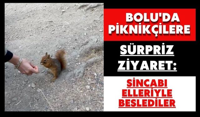 Bolu'da piknikçilere sürpriz ziyaret: Sincabı elleriyle beslediler