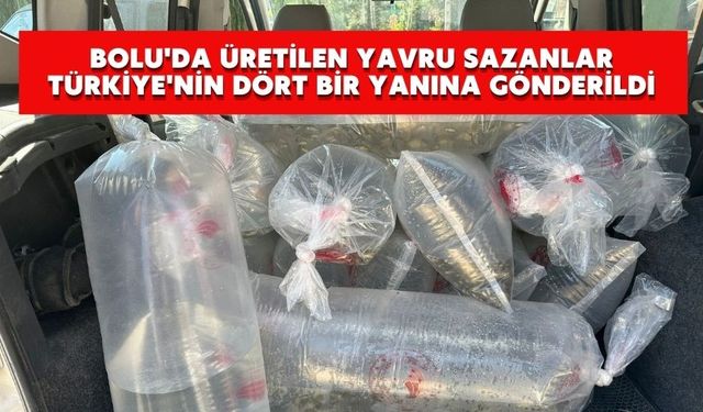 Bolu'da üretilen yavru sazanlar Türkiye'nin dört bir yanına gönderildi
