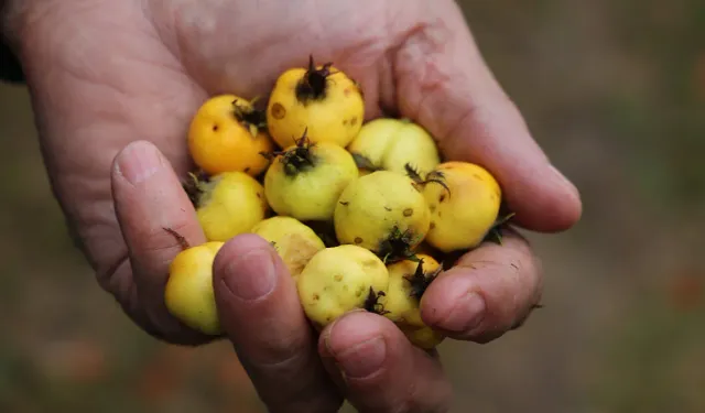 Şifa hasadı başladı: Kilosu 200 TL