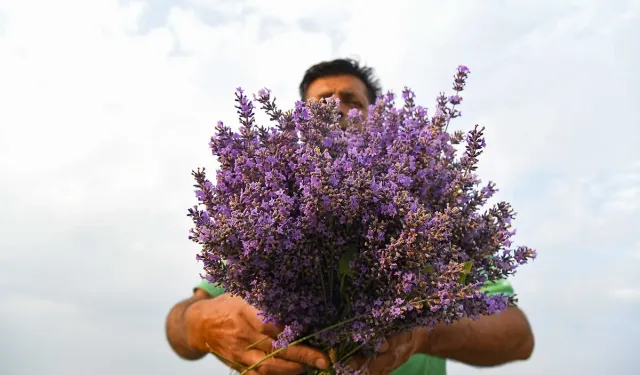 Sadece koklanmıyor: Hem göze hem mideye hitap eden çiçekler