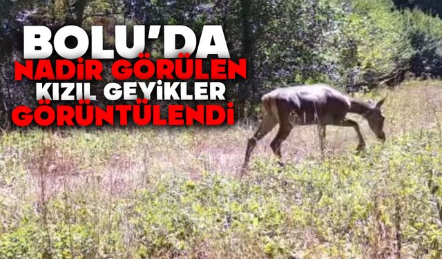Bolu'da nadir görülen kızıl geyikler görüntülendi