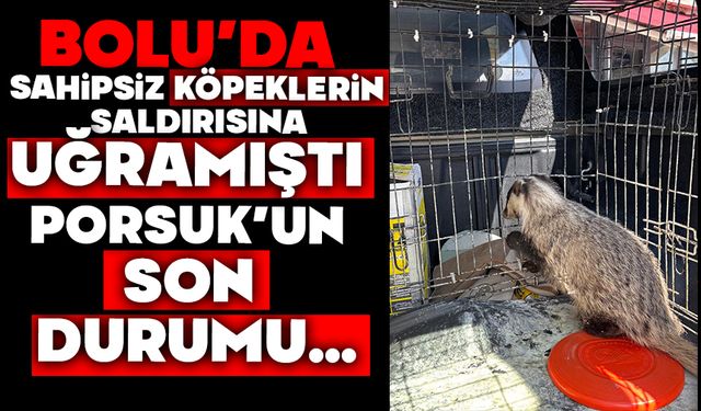 Köpeklerin saldırısına uğrayan porsuk'un son durumu..