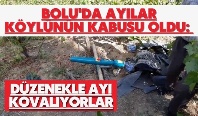Bolu'da ayılar köylünün kabusu oldu