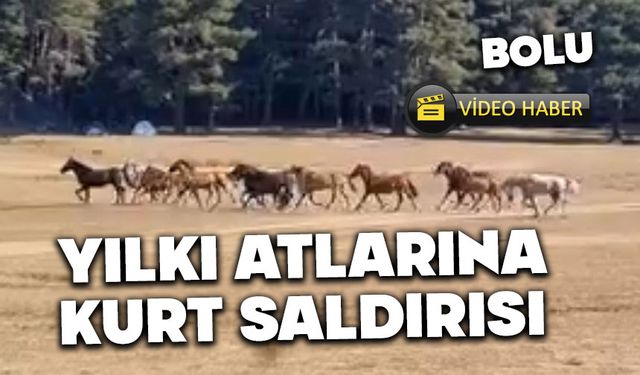 Bolu'da Yılkı Atları'na kurt saldırısı kamerada
