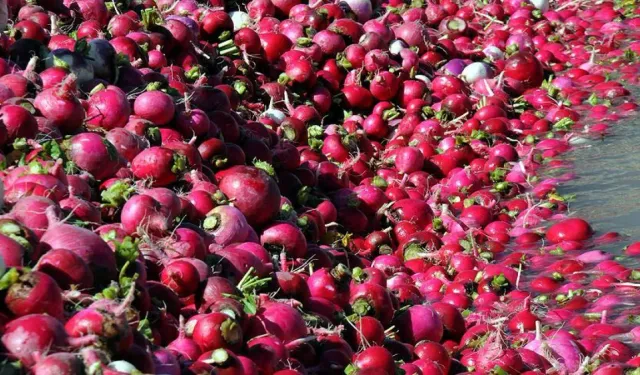 Bağışıklığı güçlendiriyor, kalbe iyi geliyor: Kırmızı turp