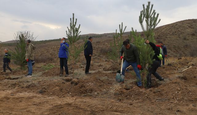 Sivas'ta 58 bin fidan toprakla buluşturuldu