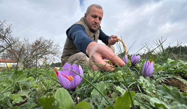 Soğuk ve yağışlı hava ‘dünyanın en pahalı baharatı'nda hasat süresini uzattı