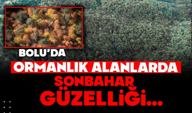 Bolu'da ormanlık alanlarda sonbahar güzelliği
