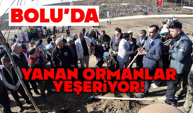 Bolu’da yanan orman yeniden yeşeriyor