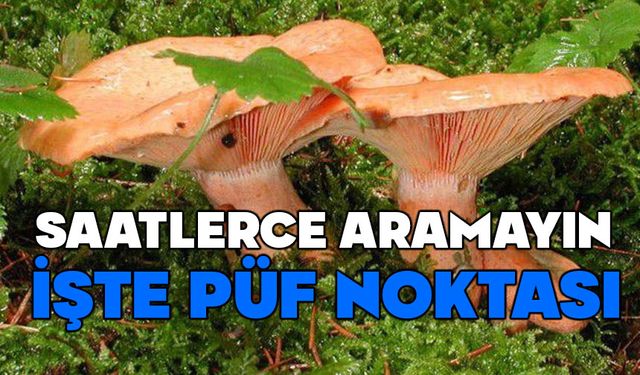 Bolu’da kanlıca mantarı nasıl bulunur?