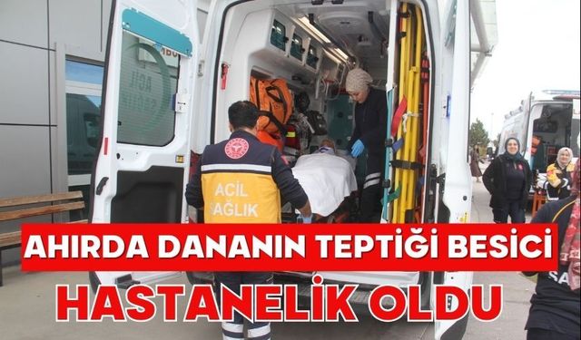 Ahırda dananın teptiği besici hastanelik oldu