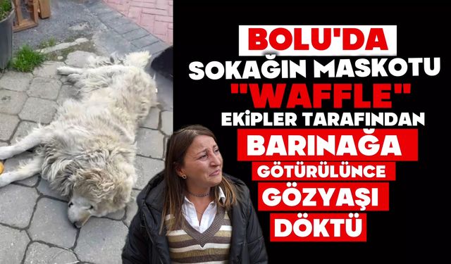 Sokağın maskotu "Waffle" ekipler tarafından barınağa götürülünce gözyaşı döktü