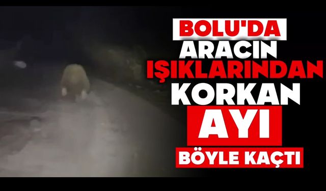 Aracın ışıklarından korkan ayı böyle kaçtı