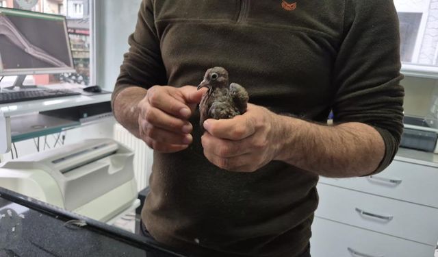 Duyarlı vatandaştan örnek davranış: Yolda bulduğu kumruya su verip veterinere teslim etti