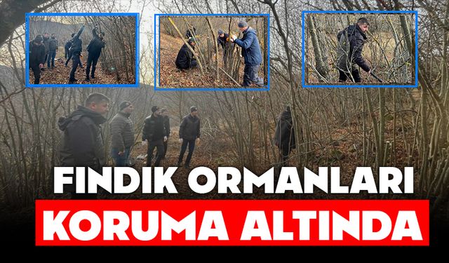 FINDIK ORMANLARI KORUMA ALTINDA