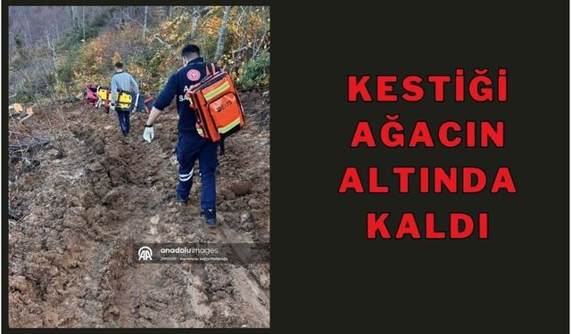 KESTİĞİ AĞACIN ALTINDA KALDI