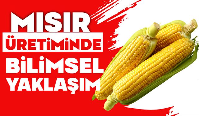 MISIR ÜRETİMİNDE BİLİMSEL YAKLAŞIM