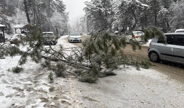 Ankara’da karın ağırlığına dayanamayan çam ağacı devrildi