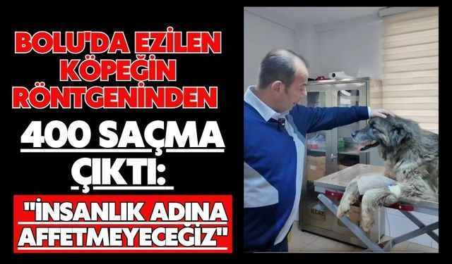 Bolu'da ezilen köpeğin röntgeninden 400 saçma çıktı