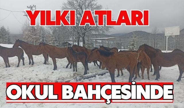 YILKI ATLARI OKUL BAHÇESİNDE