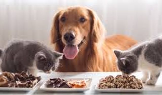 T.C. BOLU BELEDİYESİ VETERİNER İŞLERİ MÜDÜRLÜĞÜ