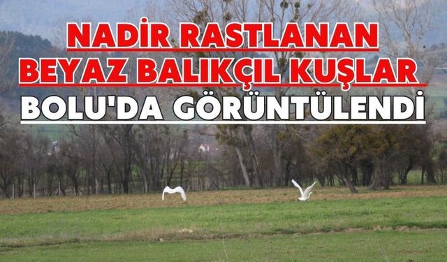 Nadir rastlanan beyaz balıkçıl kuşlar Bolu'da görüntülendi