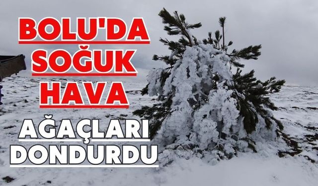 Bolu'da soğuk hava ağaçları dondurdu