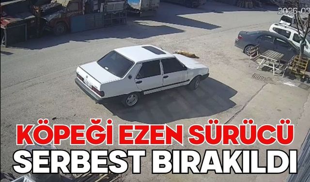 Köpeği ezen sürücü serbest bırakıldı
