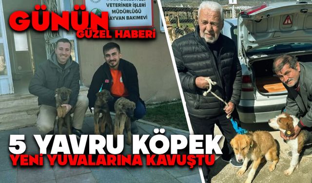 Günün Güzel Haberi: 5 Yavru Köpek Yeni Yuvalarına Kavuştu