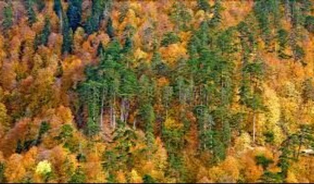 ORMAN İŞLETME MÜDÜRLÜĞÜ-GÖYNÜK DİĞER ÖZEL BÜTÇELİ KURULUŞLAR ORMAN GENEL MÜDÜRLÜĞÜ