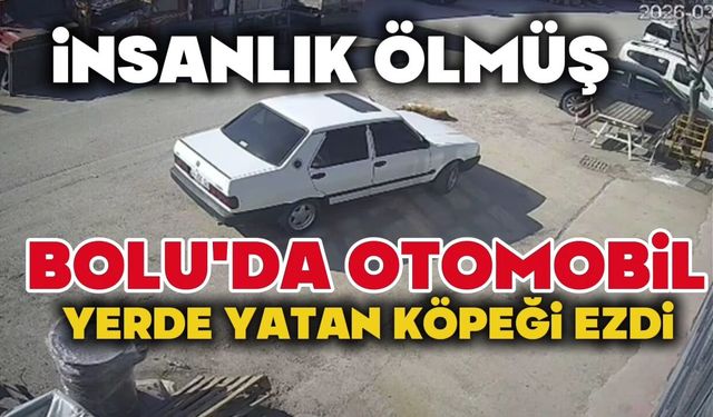 Bolu'da otomobil yolda yatan köpeği ezdi