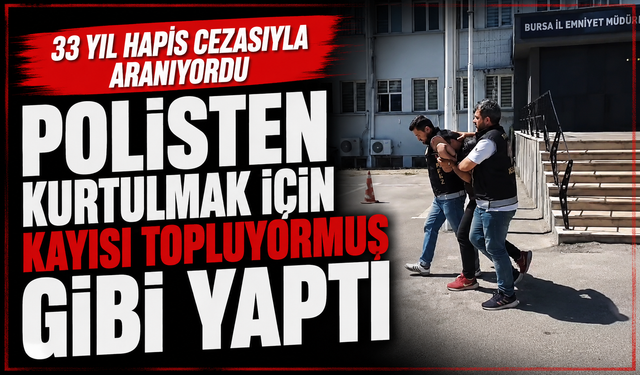 33 yıl hapis cezasıyla aranıyordu, polisten kurtulmak için kayısı topluyormuş gibi yaptı