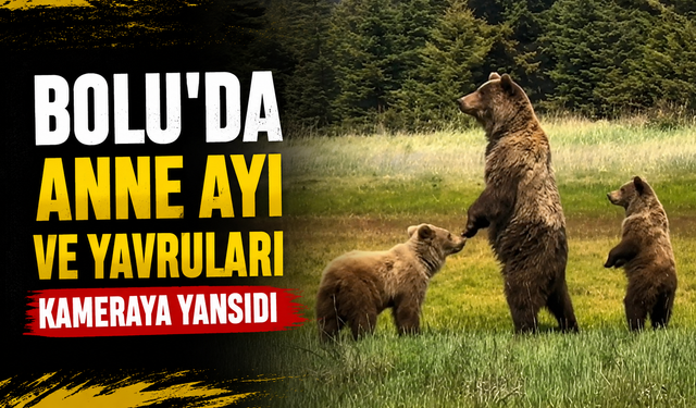 Bolu'da anne ayı ve yavruları kameraya yansıdı