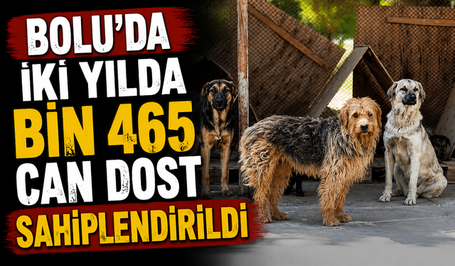 Bolu'da iki yılda bin 465 can dost sahiplendirildi