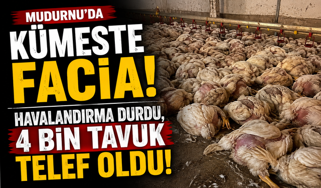 Mudurnu’da kümeste facia! Havalandırma durdu, 4 bin tavuk telef oldu