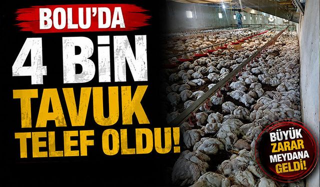 Bolu'da 4 bin tavuk telef oldu