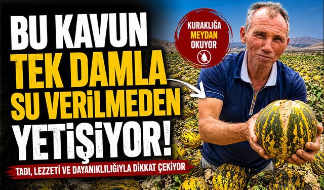 Bu kavun tek damla su verilmeden yetişiyor