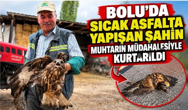 Bolu'da sıcak asfalta yapışan şahin, muhtarın müdahalesiyle kurtarıldı